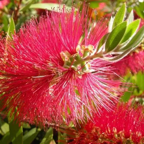 Callistemon citrinus Splendens